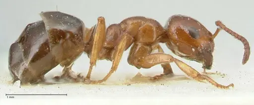 Melophorus biroi - FOCOL2211