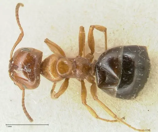 Melophorus biroi - FOCOL2212
