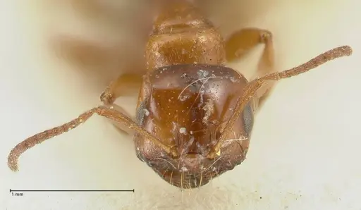 Melophorus biroi - FOCOL2212