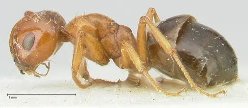 Melophorus biroi - FOCOL2212