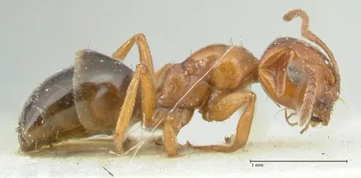 Melophorus biroi - FOCOL2212