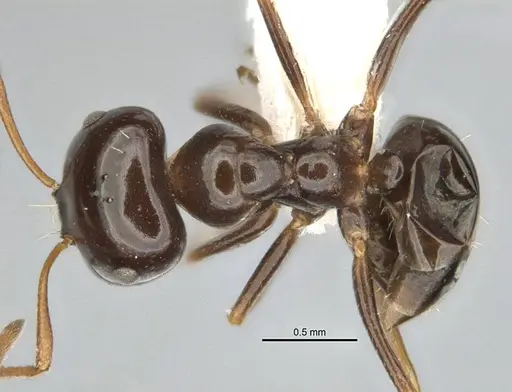 Melophorus brevignathus specimen