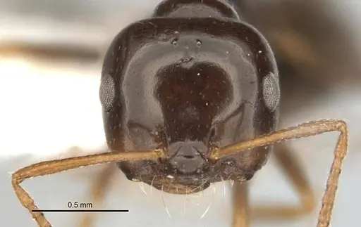 Melophorus brevignathus specimen