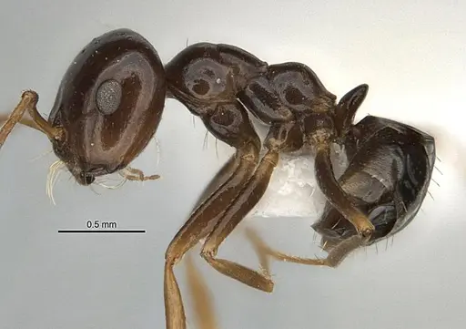 Melophorus brevignathus specimen