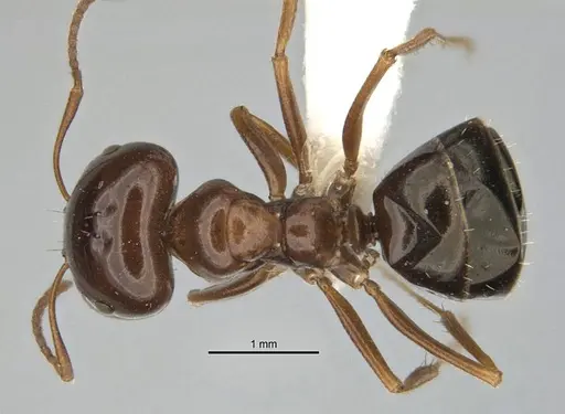 Melophorus brevignathus - ANIC32-900055-2