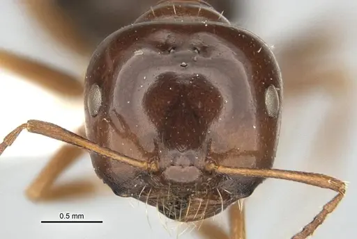 Melophorus brevignathus - ANIC32-900055-2