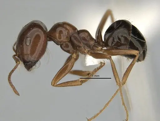 Melophorus brevignathus - ANIC32-900055-2