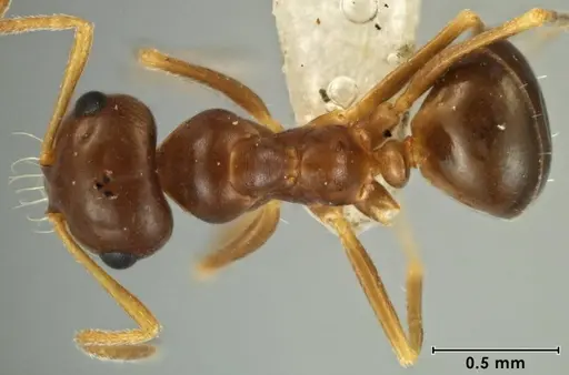 Melophorus brevipalpus specimen