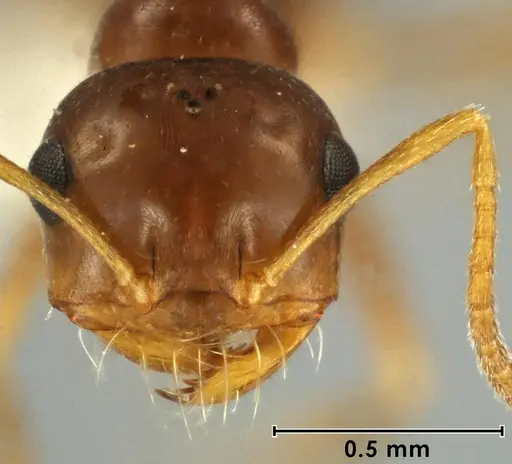 Melophorus brevipalpus specimen