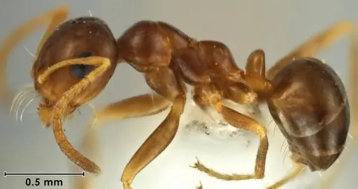 Melophorus brevipalpus specimen