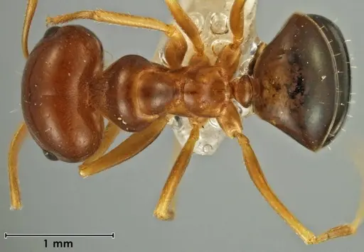 Melophorus brevipalpus - ANIC32-066590-2