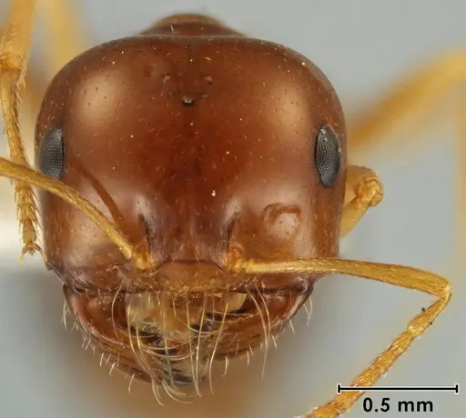 Melophorus brevipalpus - ANIC32-066590-2