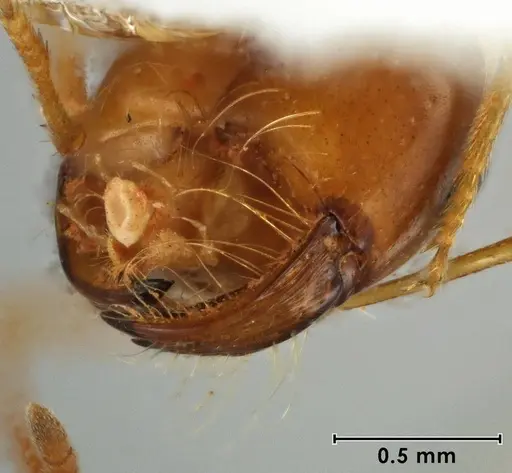 Melophorus brevipalpus - ANIC32-066590-2