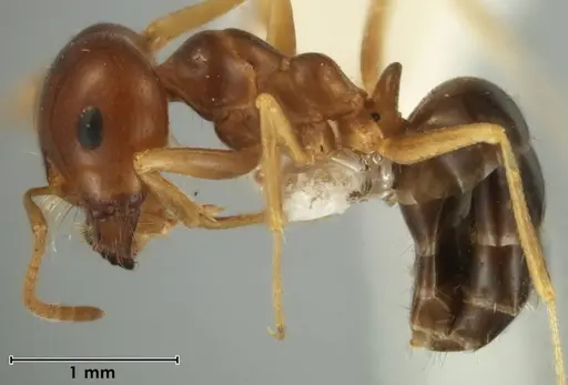 Melophorus brevipalpus - ANIC32-066590-2