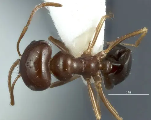 Melophorus brevipalpus - ANTWEB1008995
