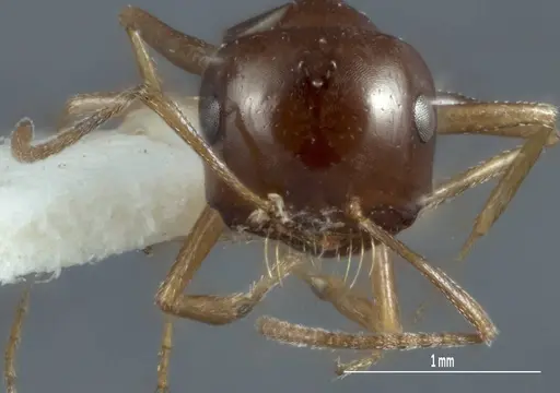 Melophorus brevipalpus - ANTWEB1008995