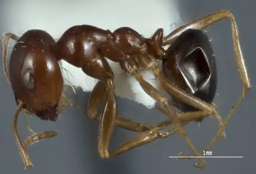 Melophorus brevipalpus - ANTWEB1008995