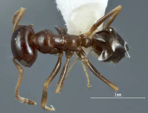 Melophorus brevipalpus - ANTWEB1008996