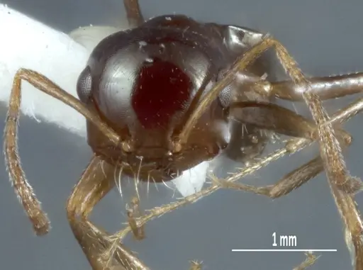 Melophorus brevipalpus - ANTWEB1008996