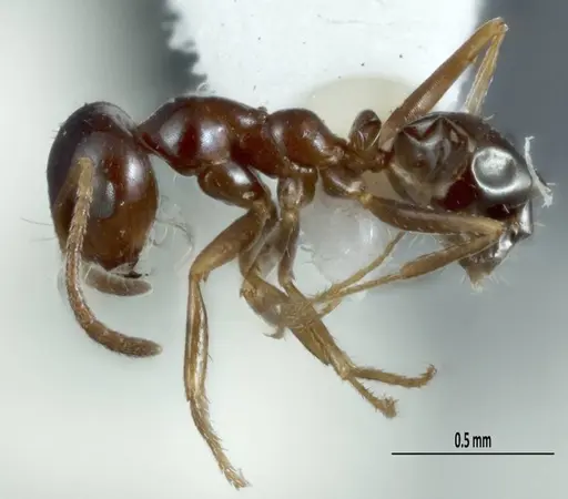 Melophorus brevipalpus - ANTWEB1008996