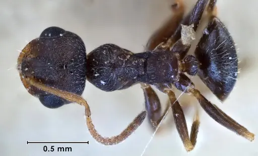 Melophorus bruneus specimen