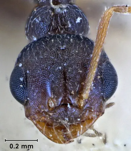 Melophorus bruneus specimen