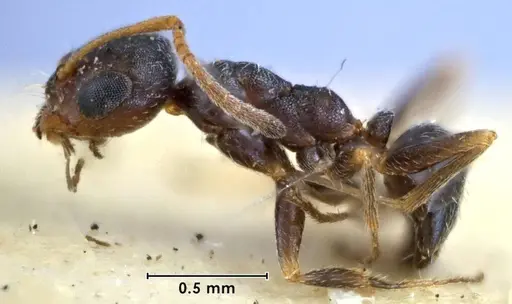 Melophorus bruneus specimen