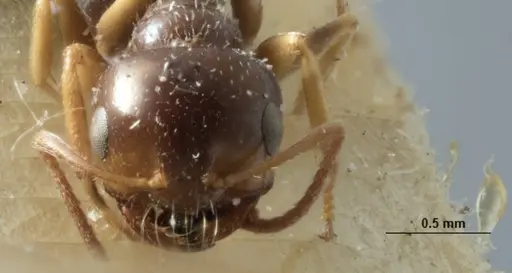 Melophorus bruneus - ANIC32-053441-1