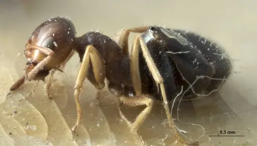 Melophorus bruneus - ANIC32-053441-1