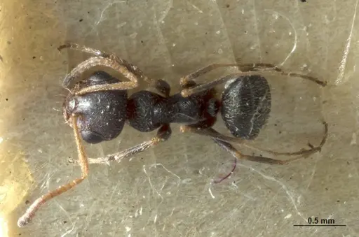 Melophorus bruneus - ANIC32-053441-2