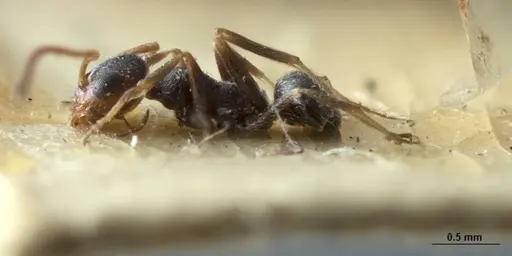 Melophorus bruneus - ANIC32-053441-2