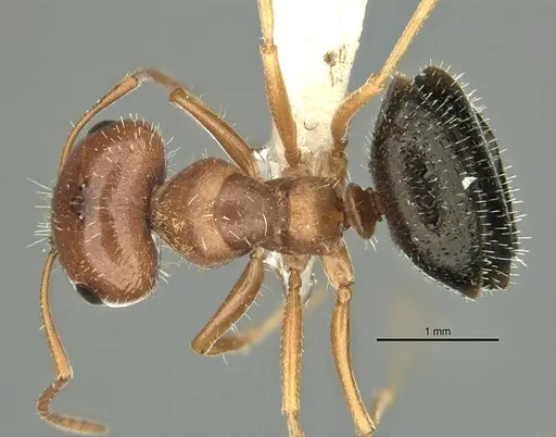 Melophorus bruneus - ANIC32-900218