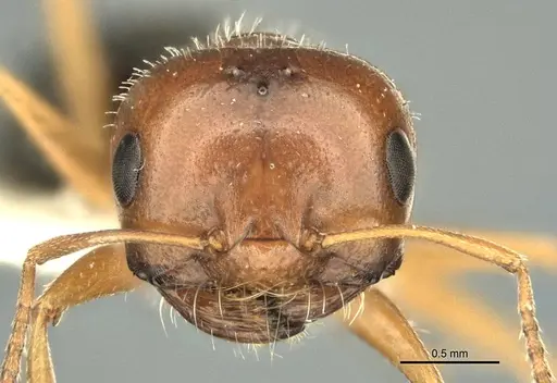 Melophorus bruneus - ANIC32-900218