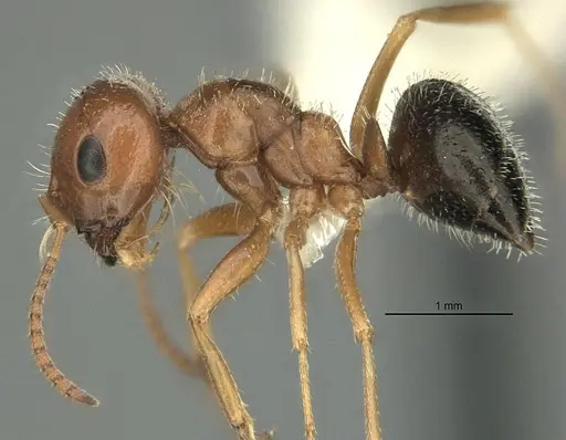 Melophorus bruneus - ANIC32-900218