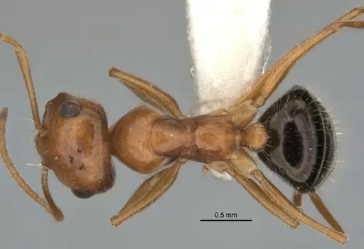 Melophorus caeruleoviolaceus specimen