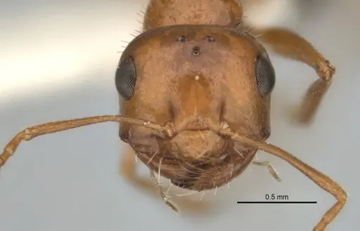 Melophorus caeruleoviolaceus specimen
