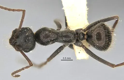 Melophorus canus specimen