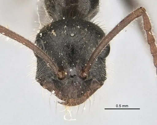 Melophorus canus specimen