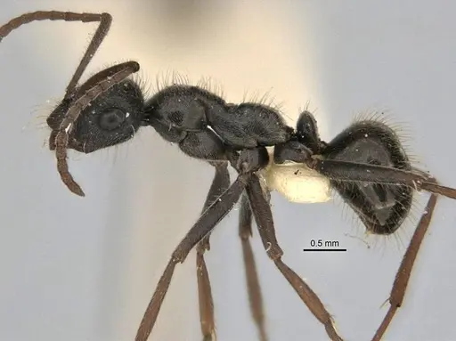 Melophorus canus specimen