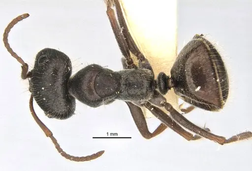 Melophorus canus - ANIC32-900003-2