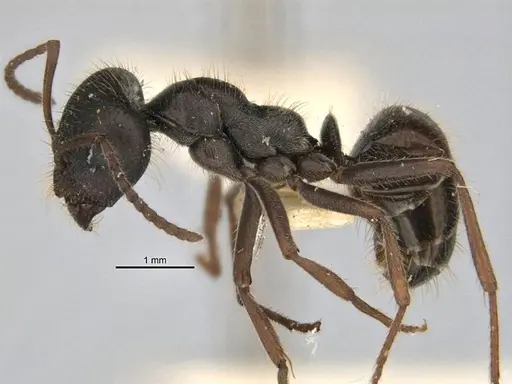 Melophorus canus - ANIC32-900003-2