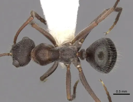 Melophorus canus - CASENT0280496