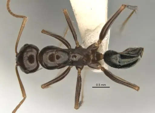 Melophorus castaneus specimen