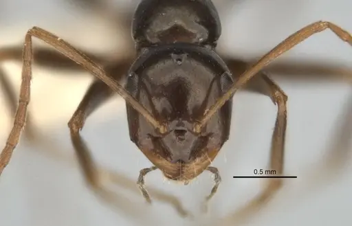 Melophorus castaneus specimen