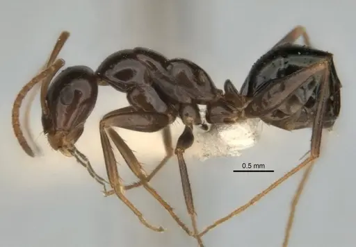 Melophorus castaneus specimen