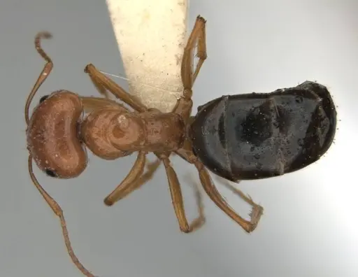 Melophorus castaneus - ANIC32-900180-2