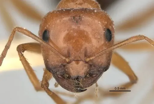 Melophorus castaneus - ANIC32-900180-2