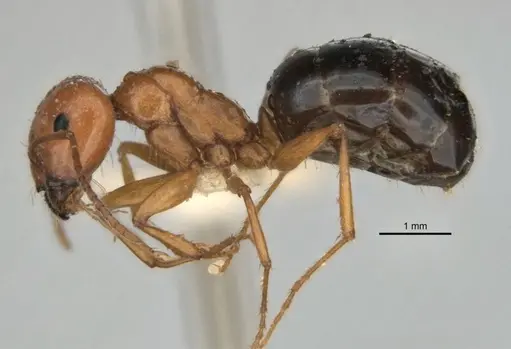 Melophorus castaneus - ANIC32-900180-2