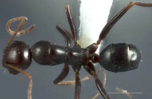 Melophorus castaneus - ANTWEB1008997