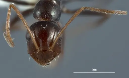 Melophorus castaneus - ANTWEB1008997